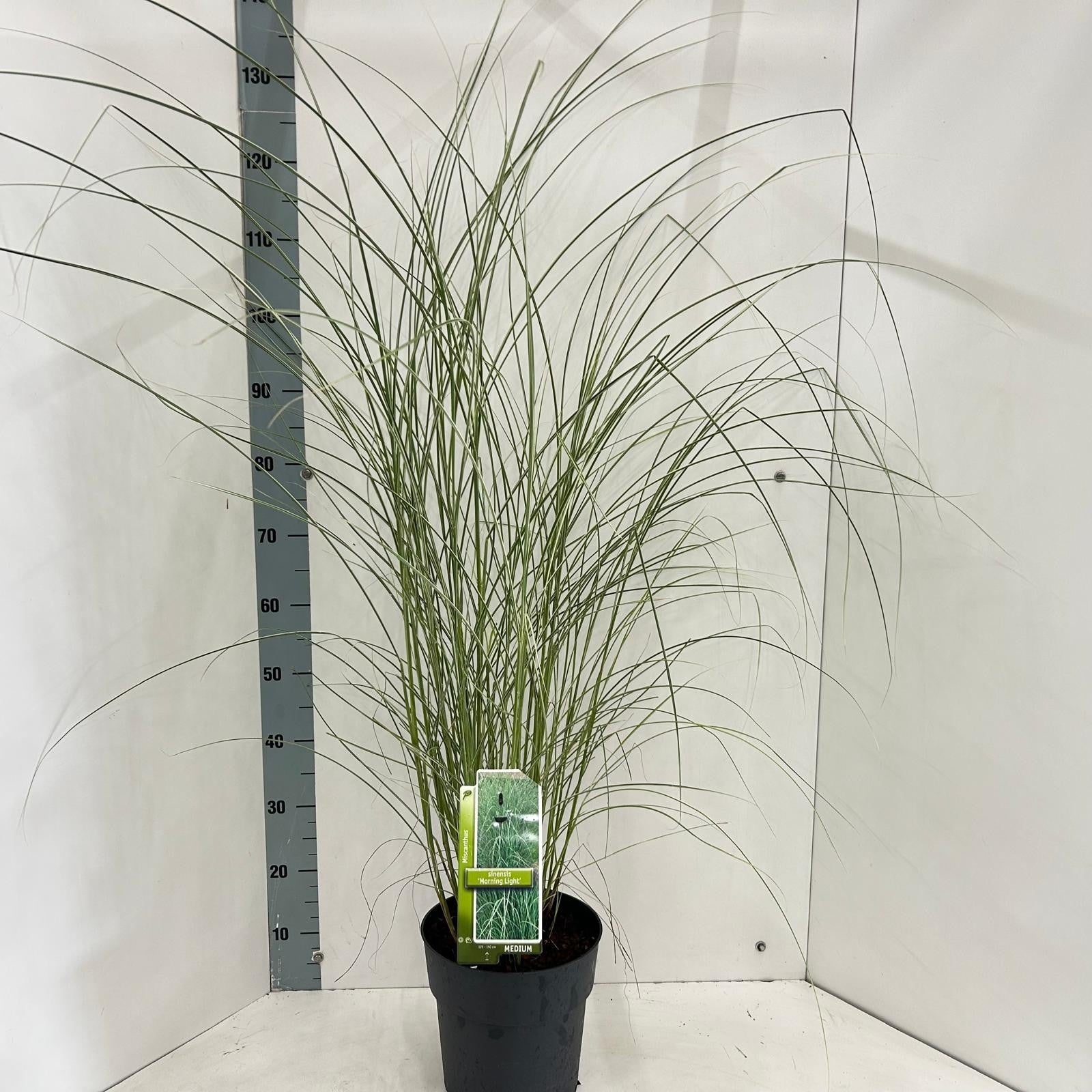 Miscanthus sin. Morning Light 120cm 23cm Pot