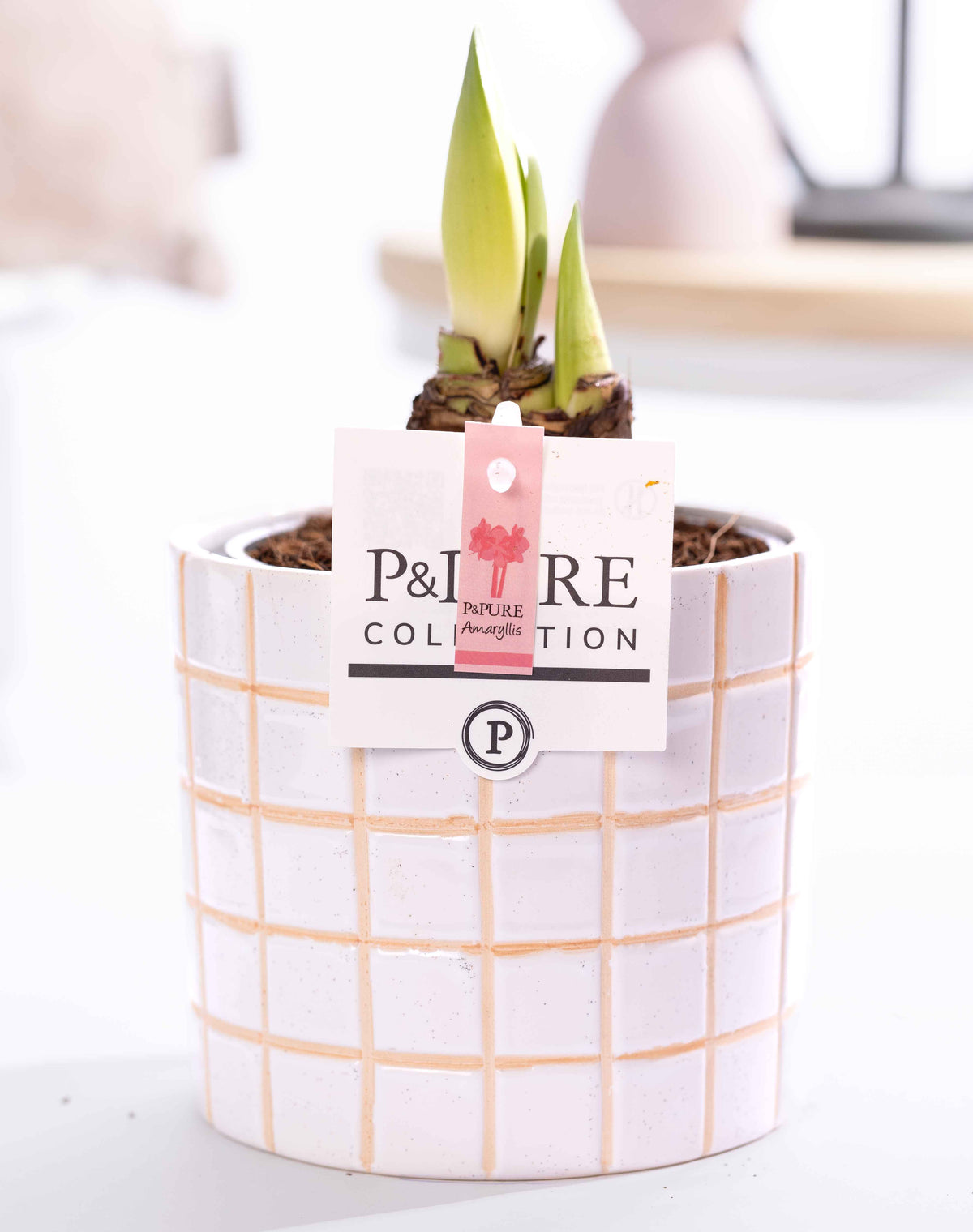 Hippeastrum 22cm 12cm Pot