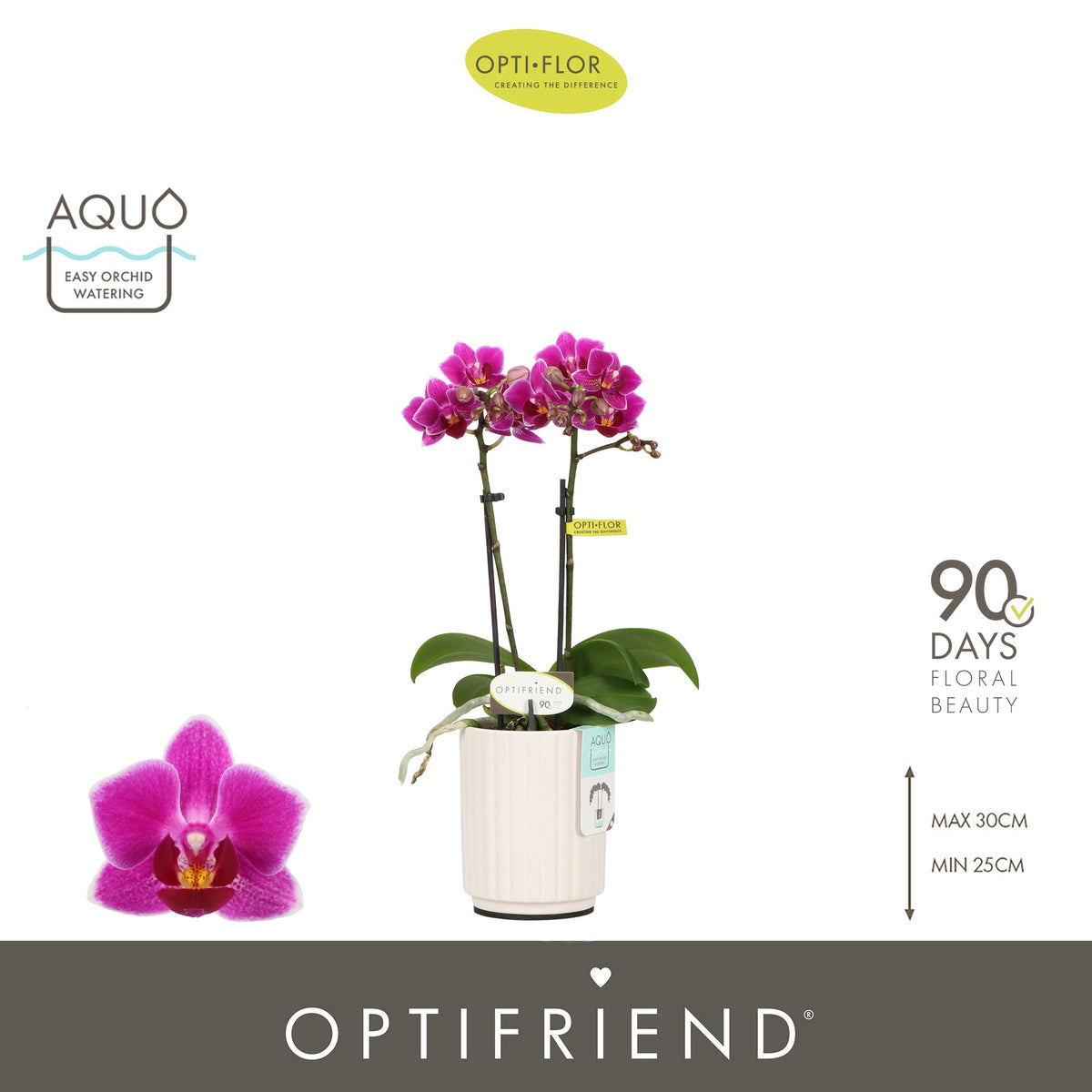 Phalaenopsis Purple 25cm 7cm Pot