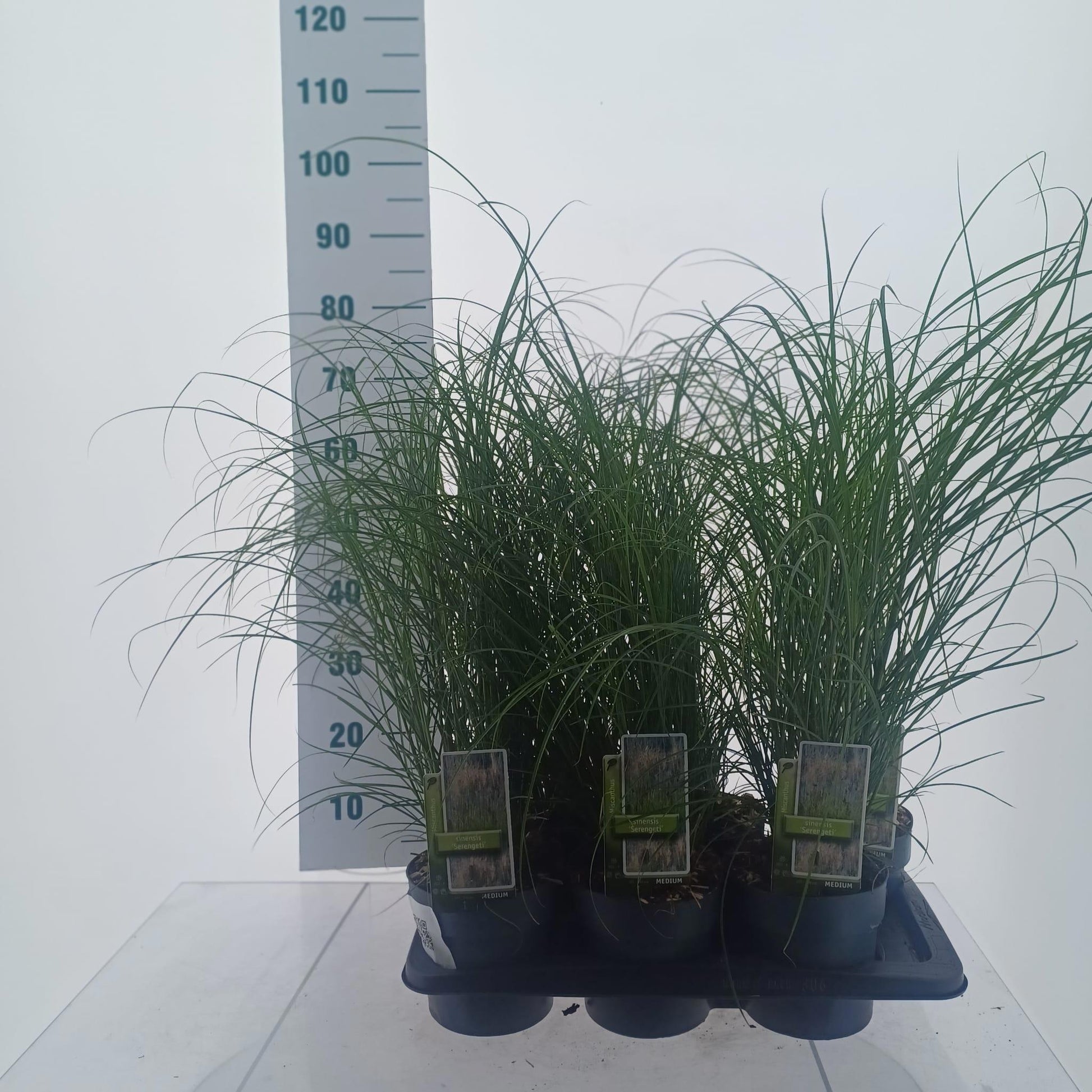 Miscanthus sin. Adagio 75cm 17cm Pot