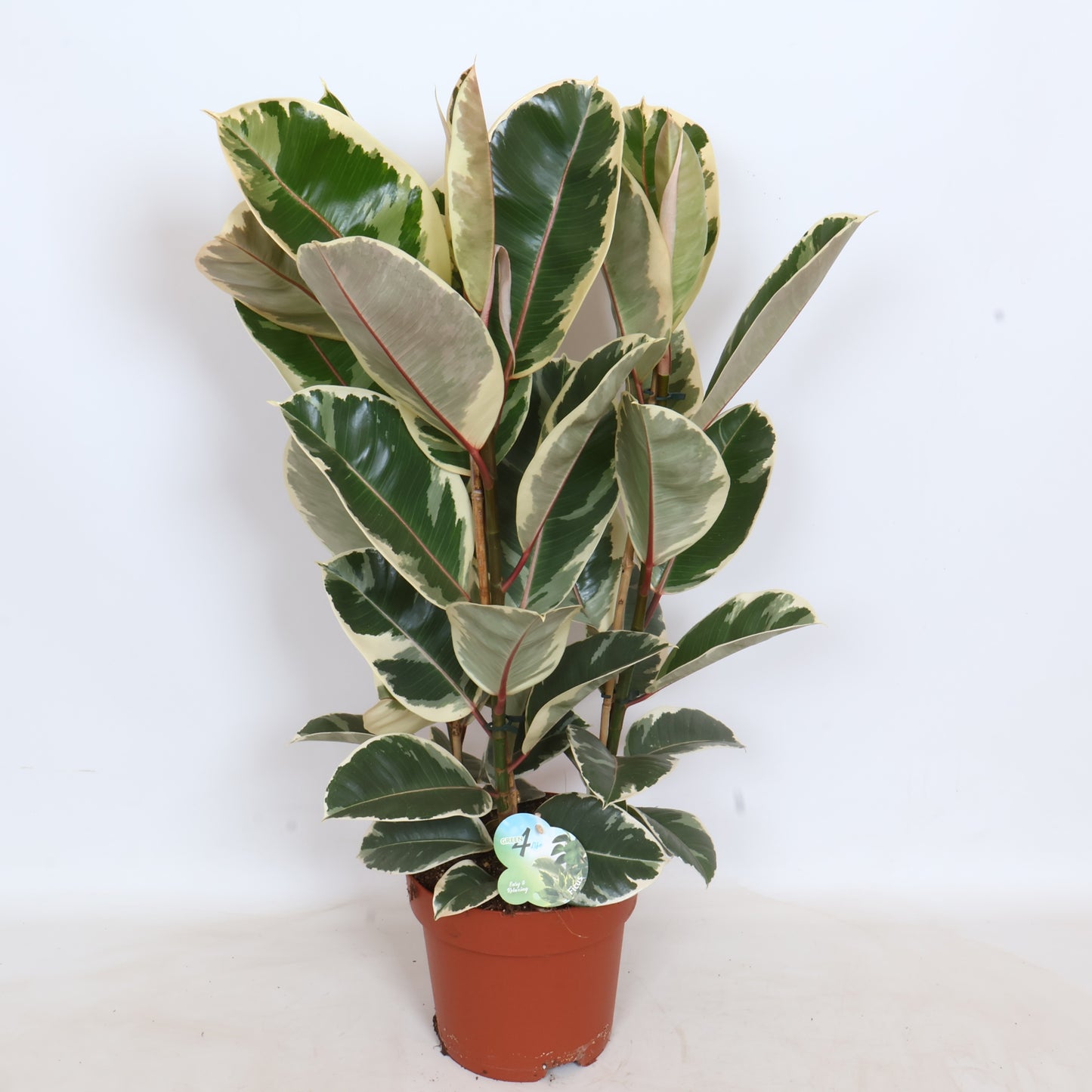 Peeters Potplanten BV Ficus Tineke Pack of 1