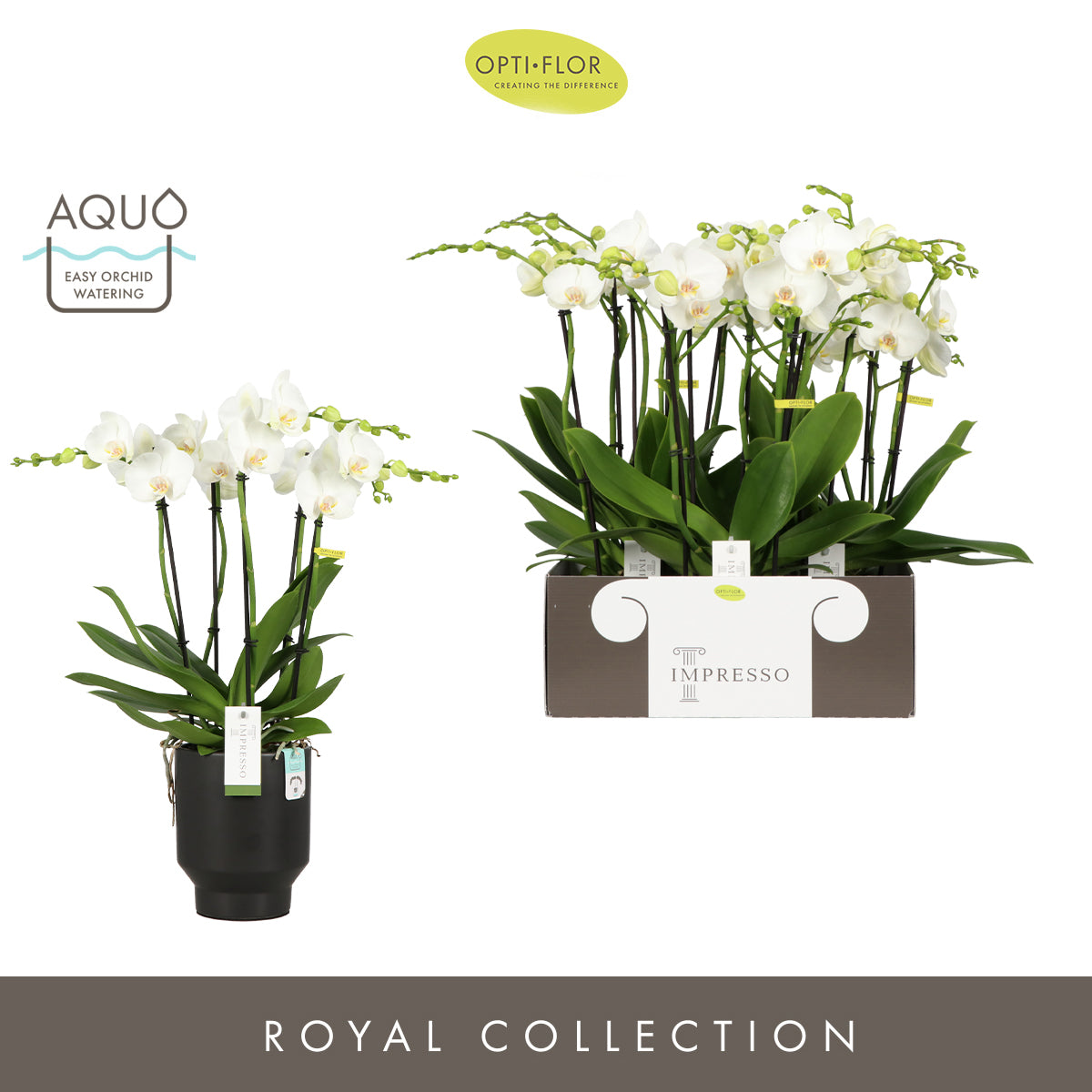Phalaenopsis white 60cm 15cm Pot