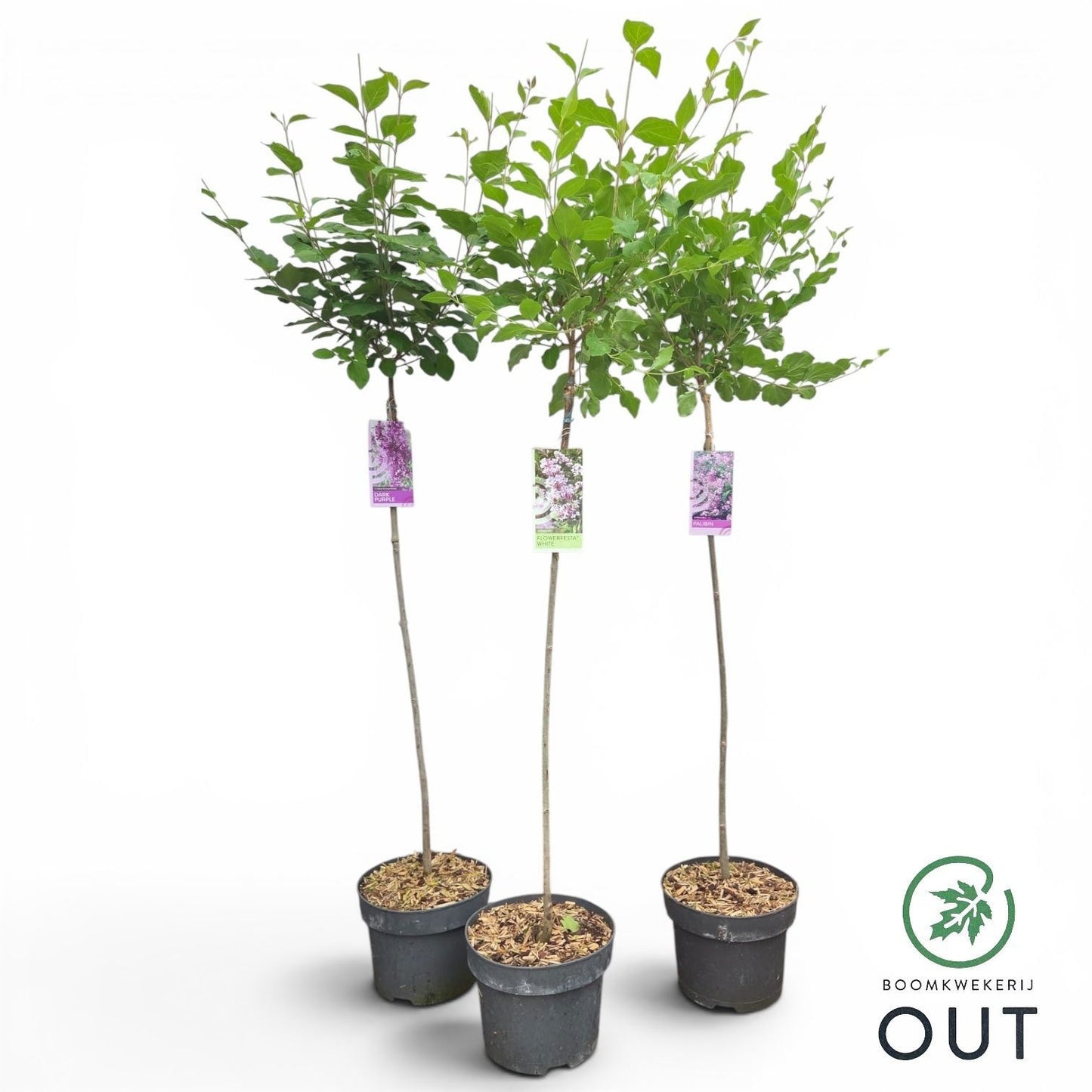 Syringa Blooming mix 120cm 23cm Pot