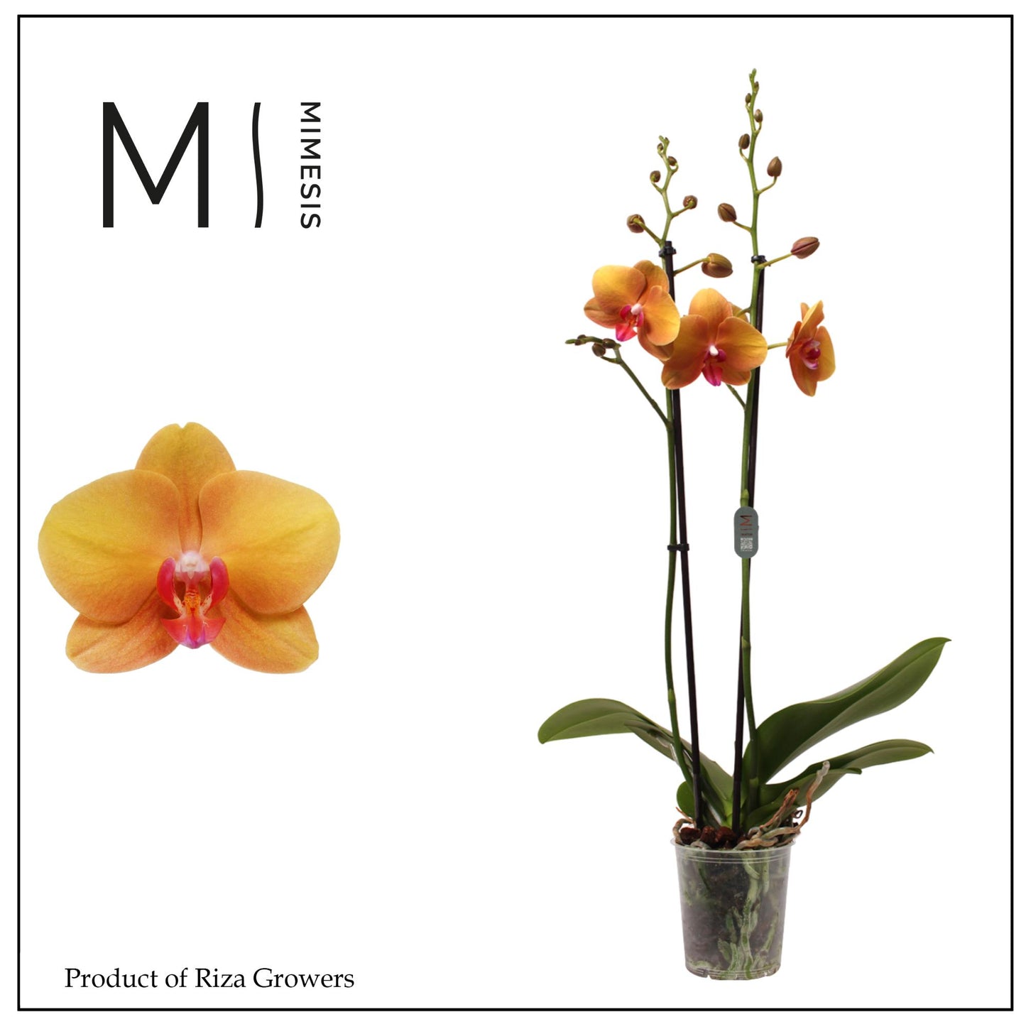 Phalaenopsis Buddha 70cm 12cm Pot