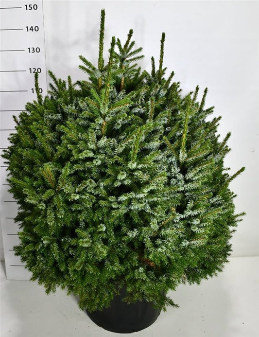 Picea omorika Nana 140cm 62cm Pot