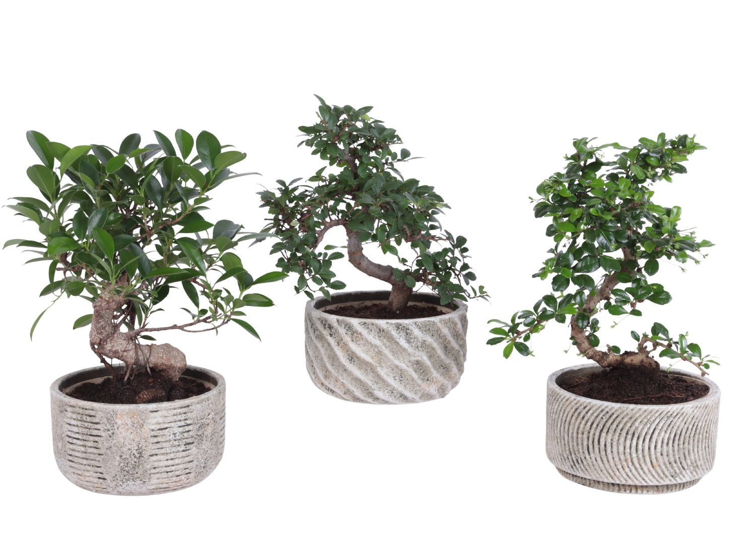 Bonsai mix 35cm 17cm Pot