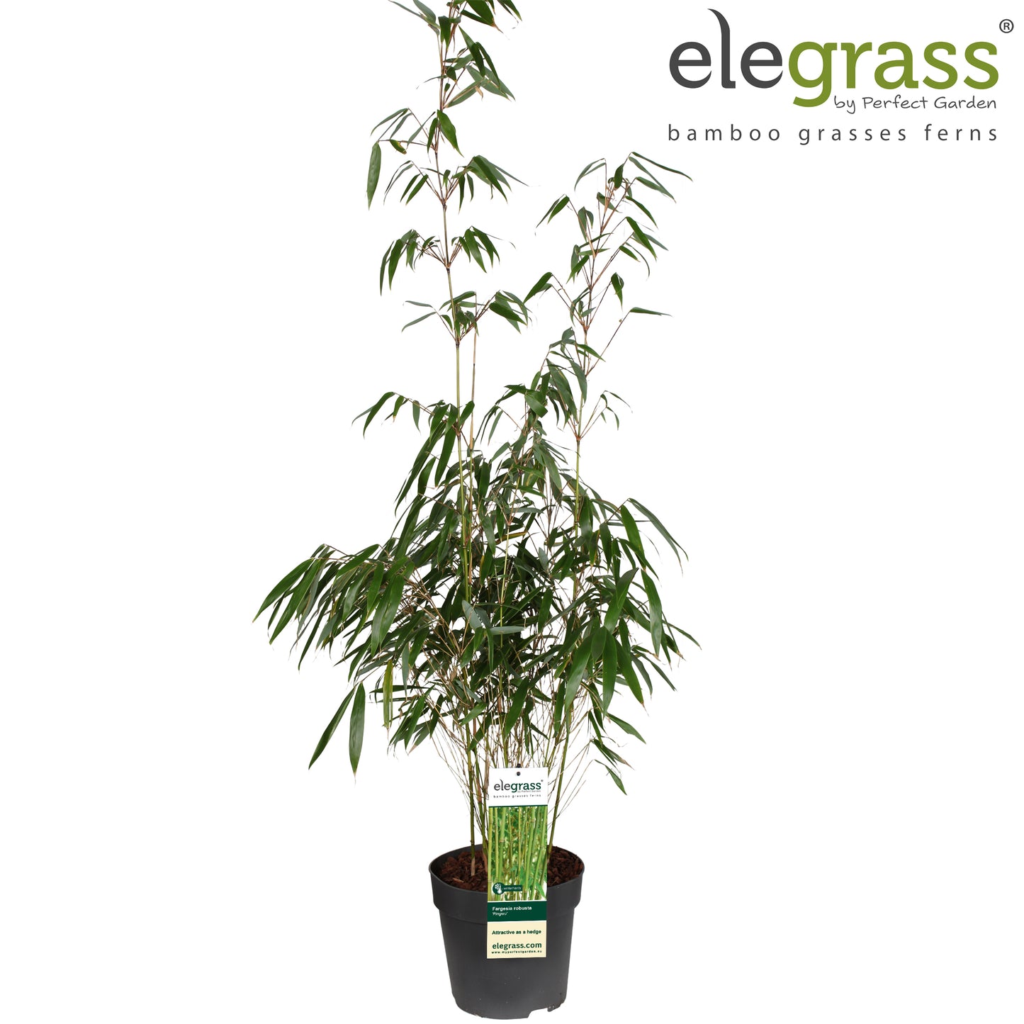 Fargesia robusta Pingwu 100cm 23cm Pot