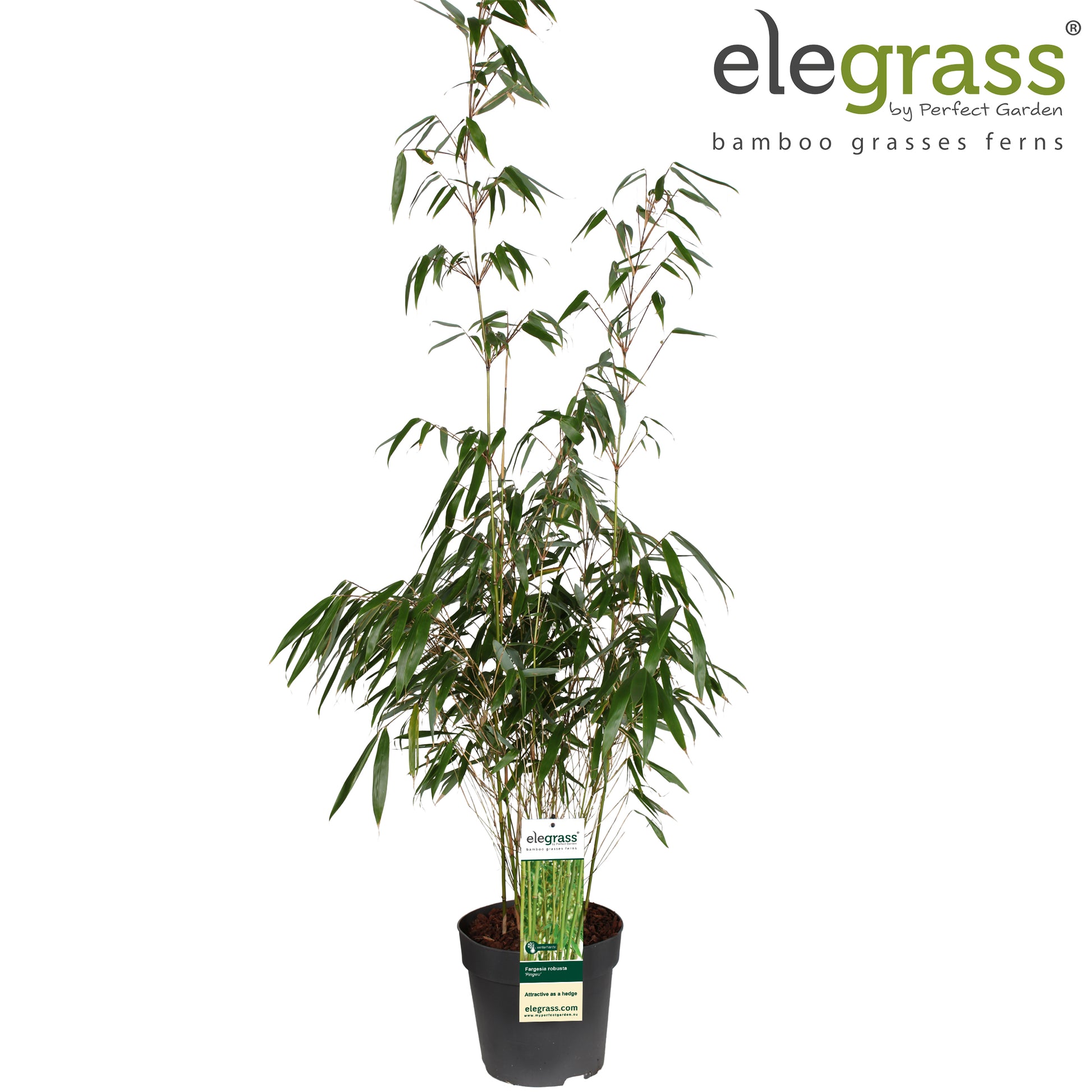 Fargesia robusta Pingwu 100cm 23cm Pot