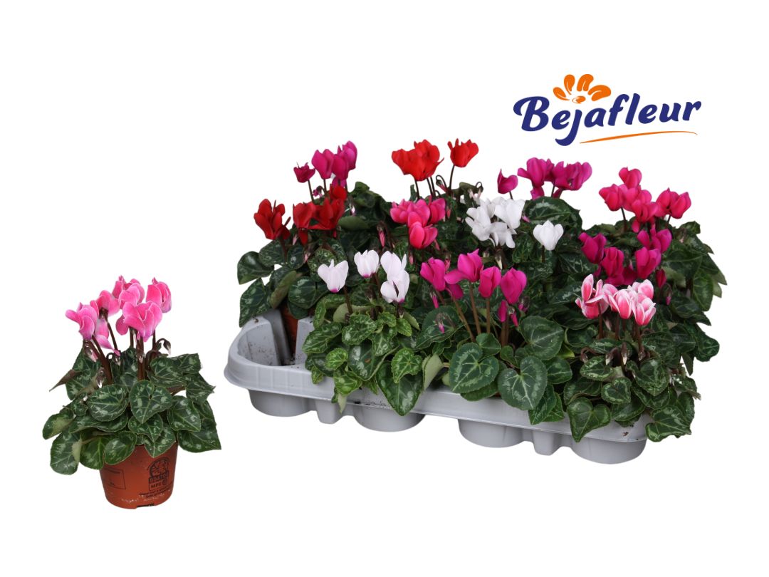 Cyclamen micro mix 15cm 8cm Pot