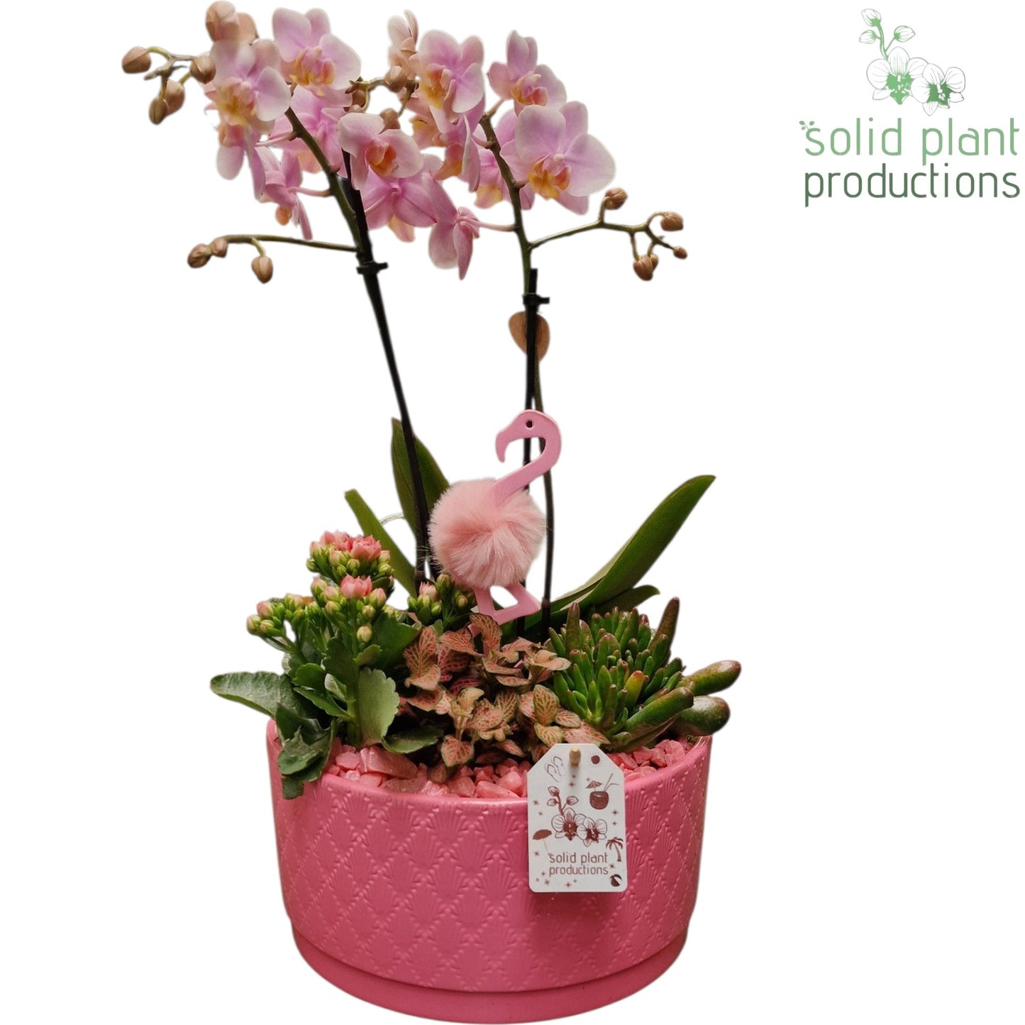 Solid Plant Productions arr. PH004 Pink Pack of 2