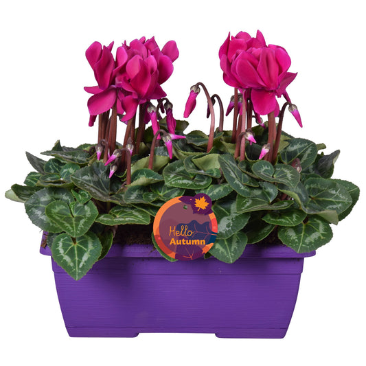 Cyclamen Allure purple 30cm 25cm Pot