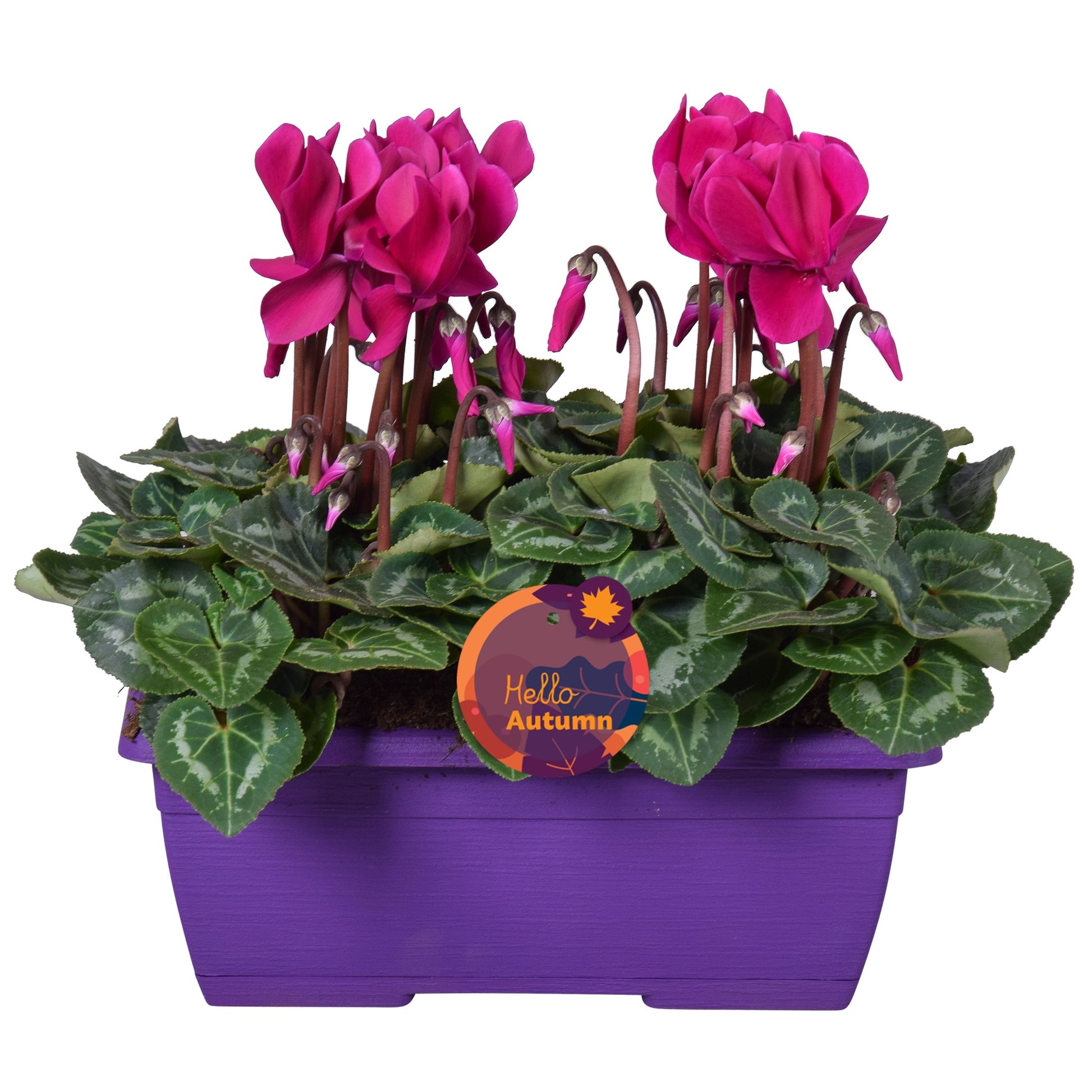 Adrichem Potplanten Cyclamen Allure purple Pack of 4