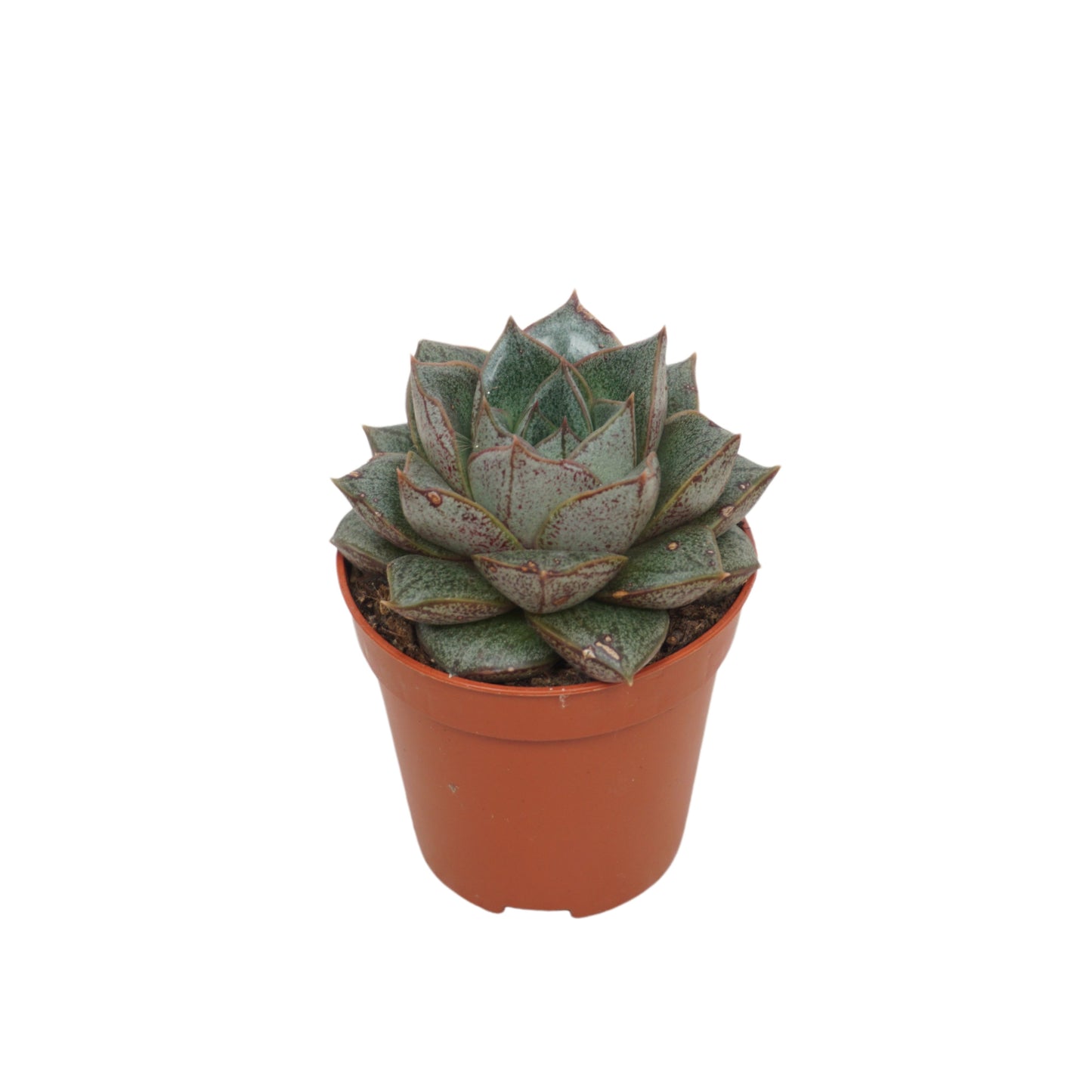 Ubink BV, hkw. Echeveria Purpusorum Pack of 20