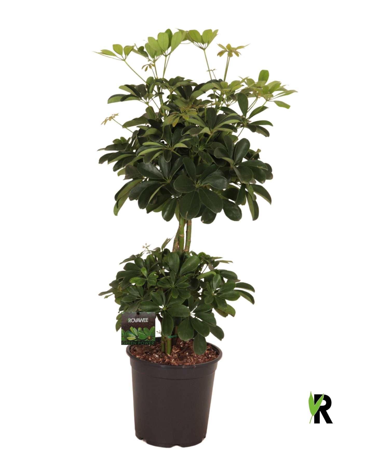 Schefflera Compacta 100cm 24cm Pot