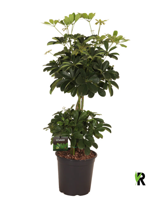 Schefflera Compacta 100cm 24cm Pot
