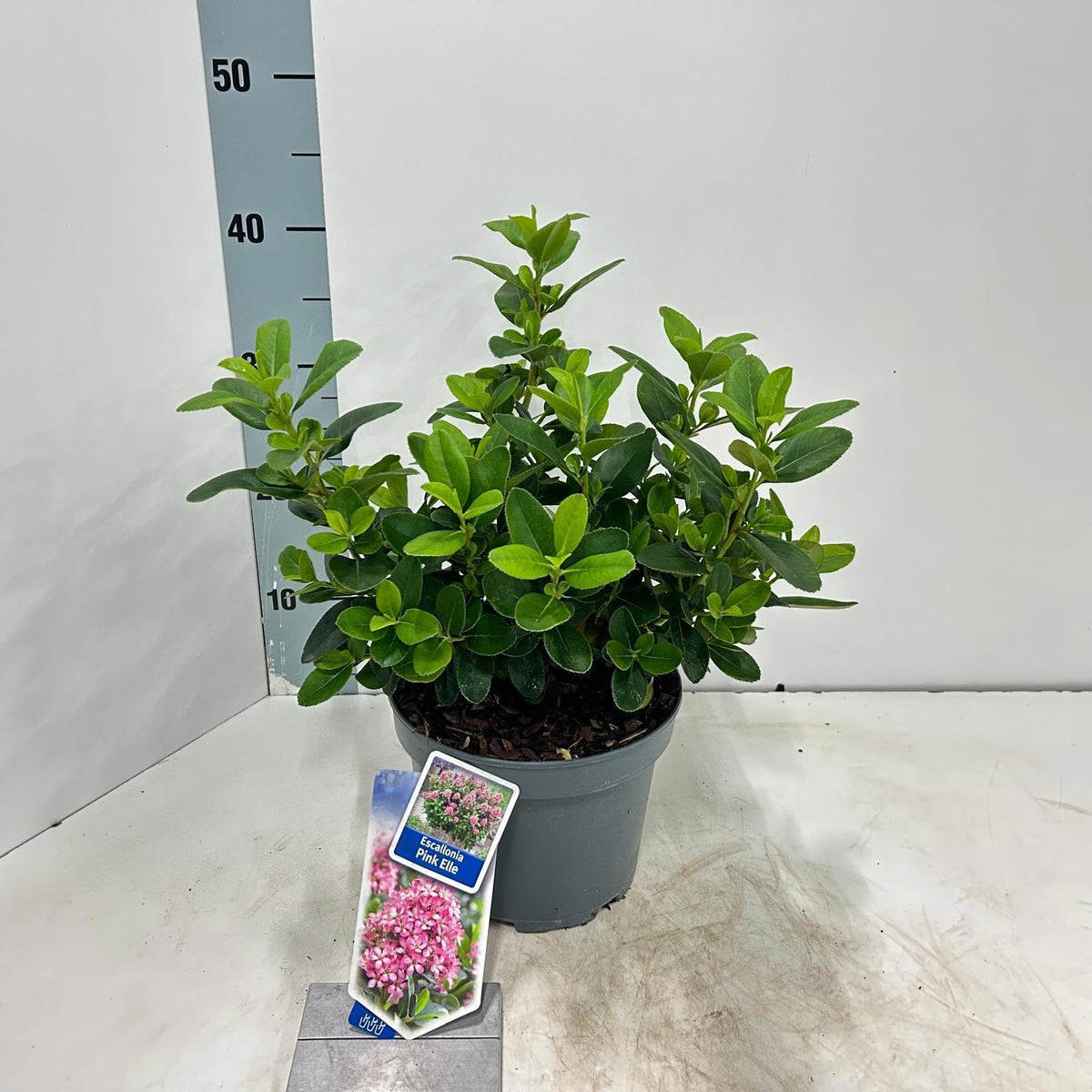 Escallonia Pink Elle 40cm 19cm Pot