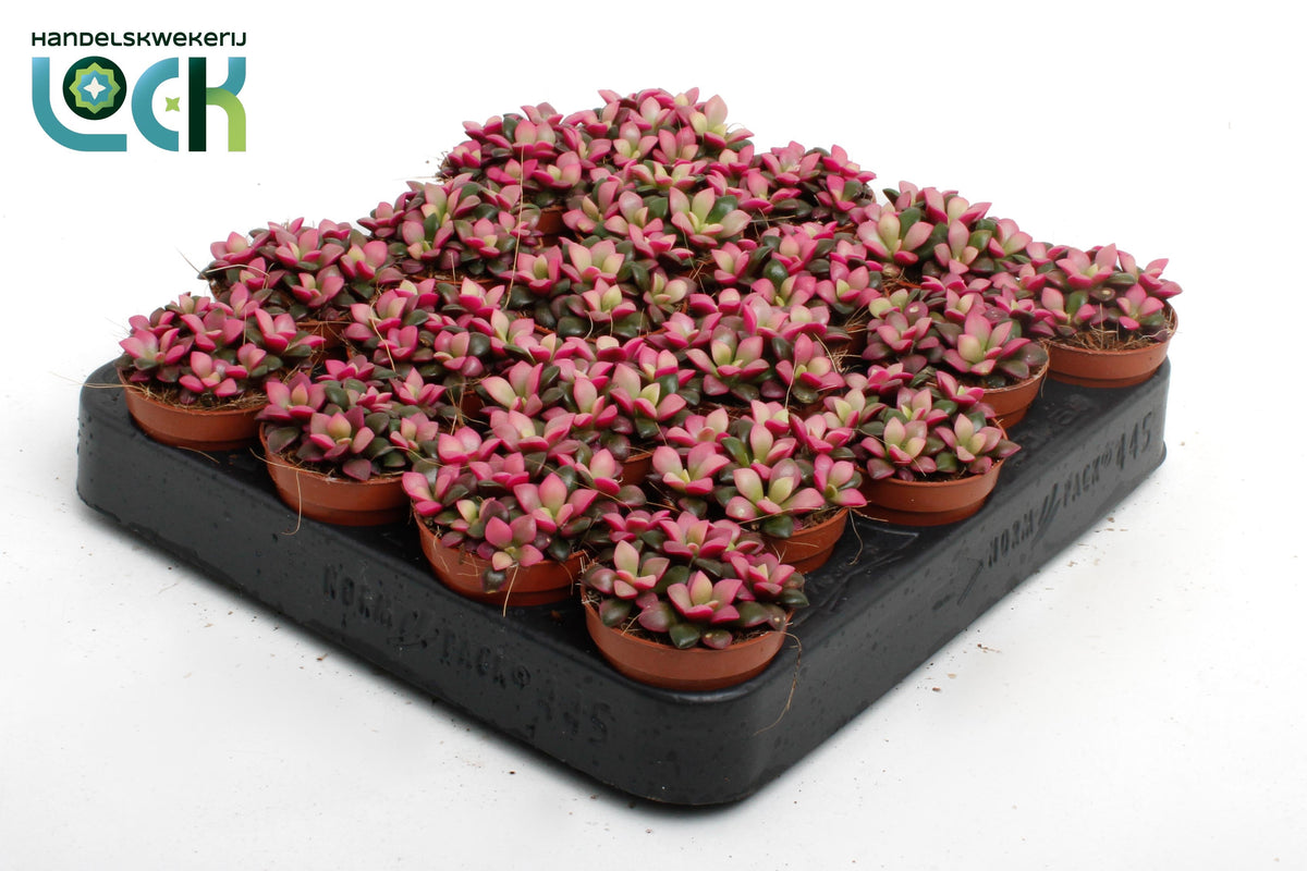 Sedum Anacampseros 10cm 5.5cm Pot