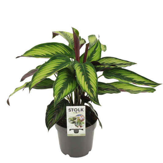 Calathea Beautystar 40cm 12cm Pot