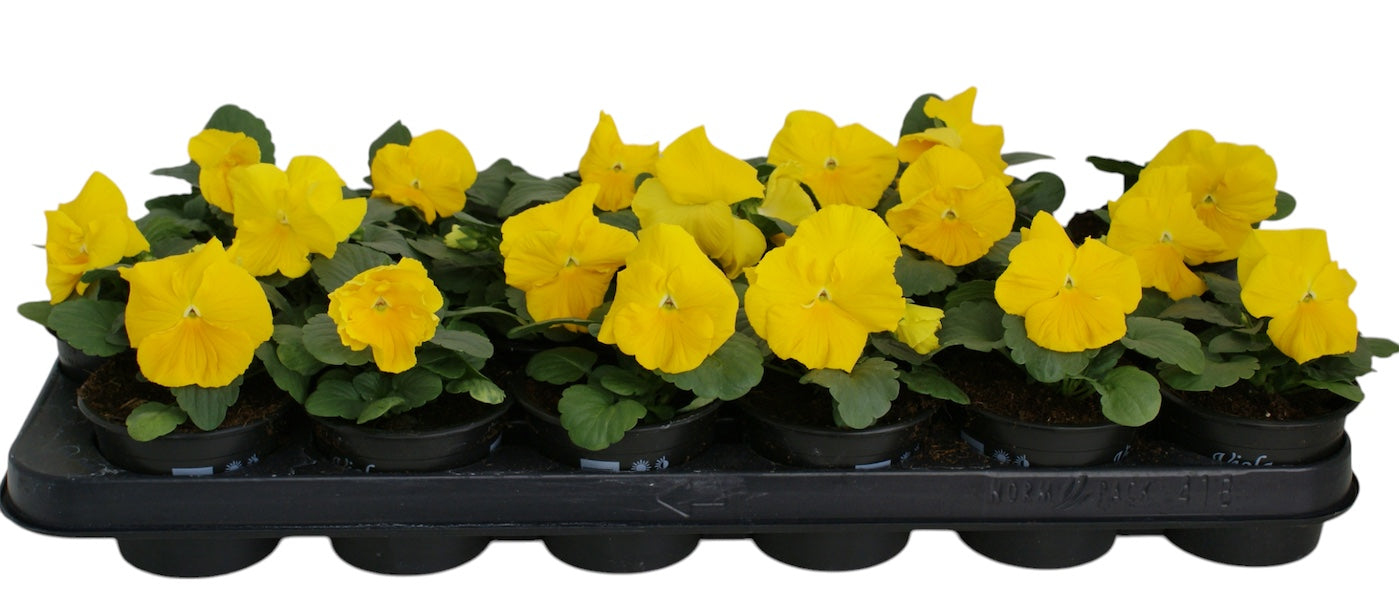 Zuidbaak Honselersdijk Viola Delta Pure Yellow Pack of 18