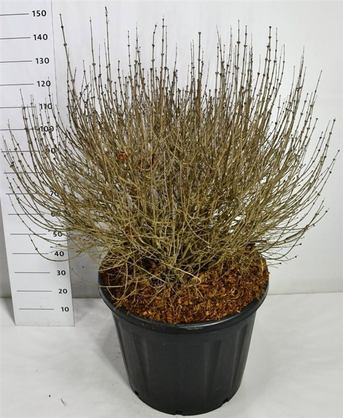 Syringa meyeri Palibin 160cm 65cm Pot