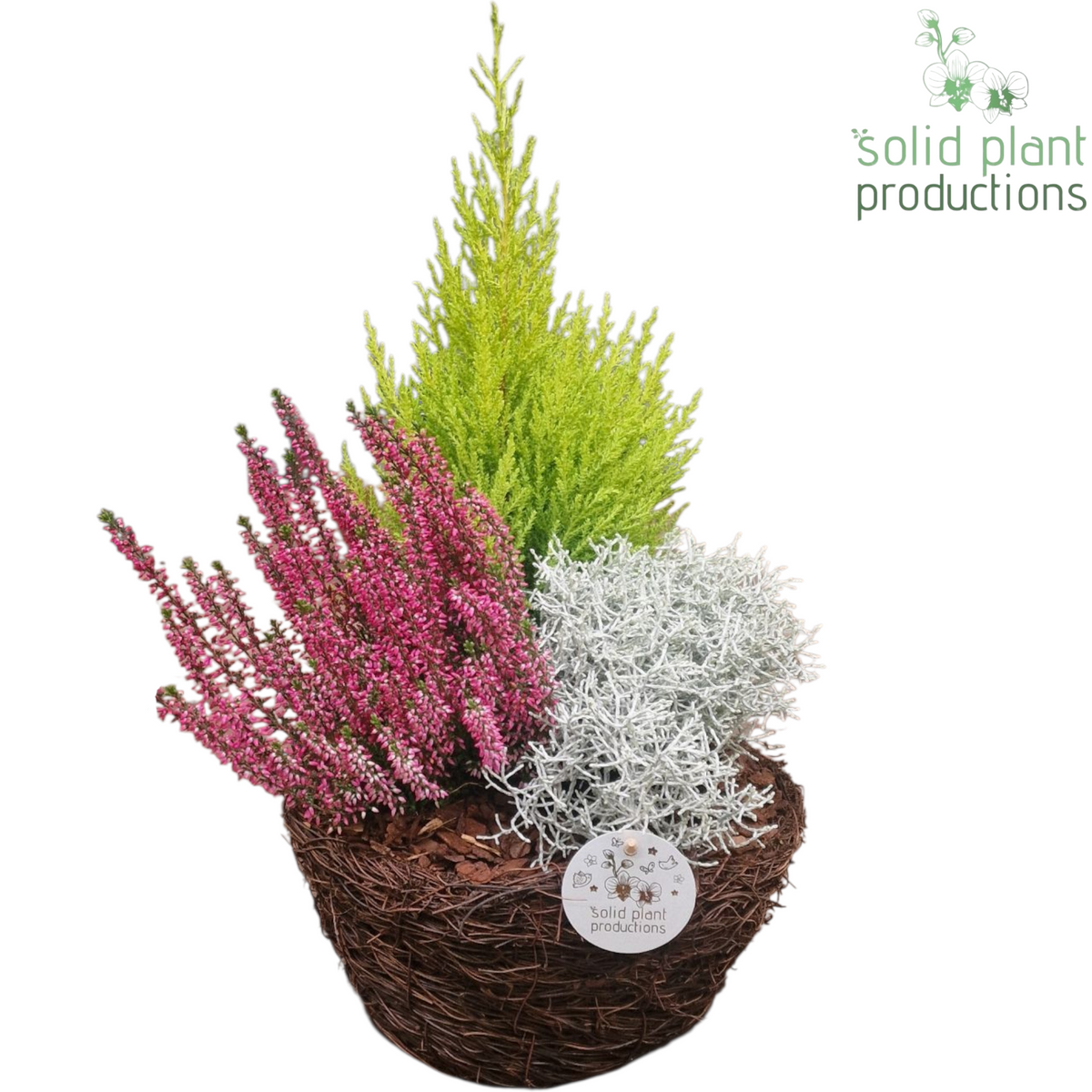 SOMC003 Salim S Medium 45cm 26cm Pot