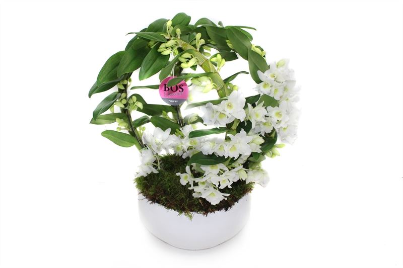 Dendrobium nobile white bow 45cm 12cm Pot