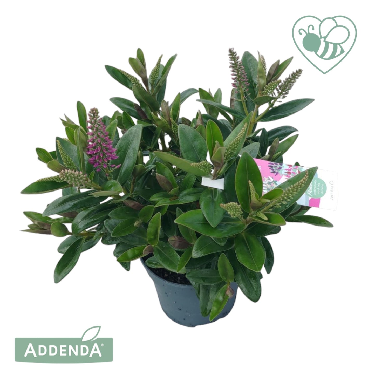 Hebe Addenda mix 30cm 12cm Pot