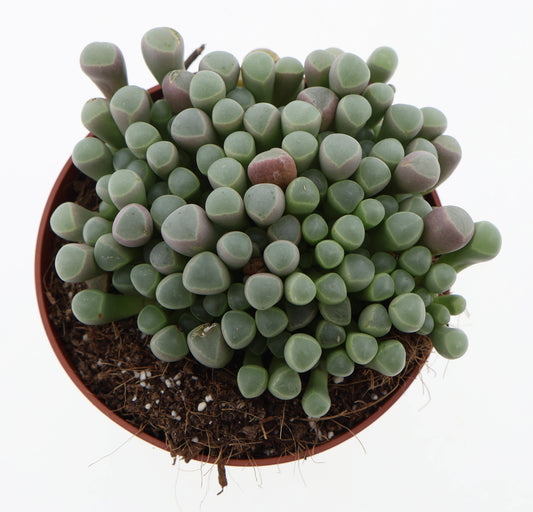 Fenestraria rhopalophylla 12cm 510cm Pot