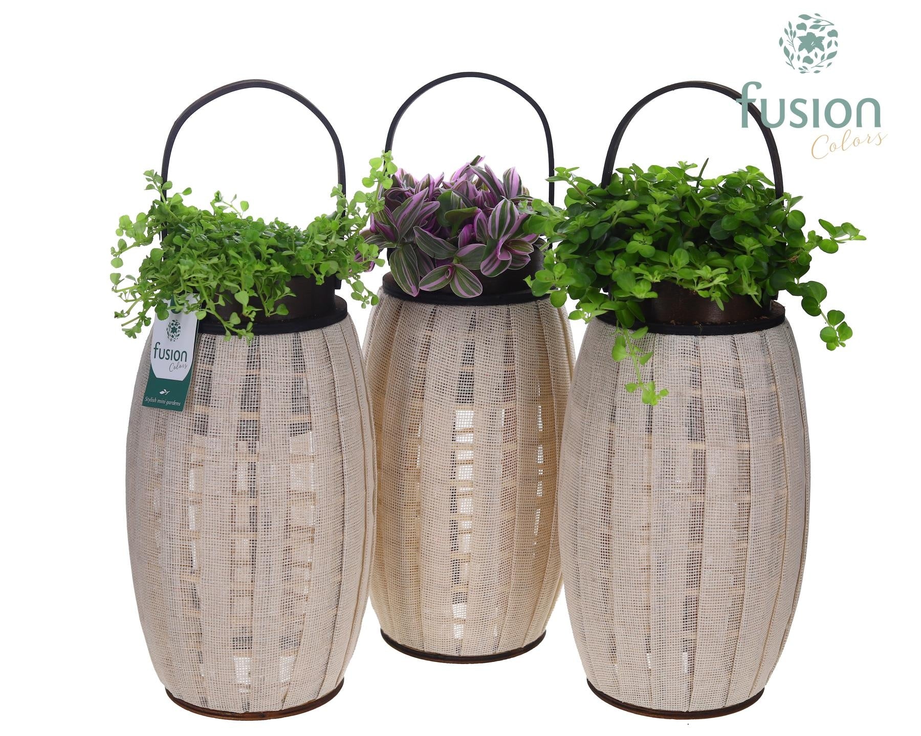 Houten Lantaarn met groene planten mix 43cm 23cm Pot