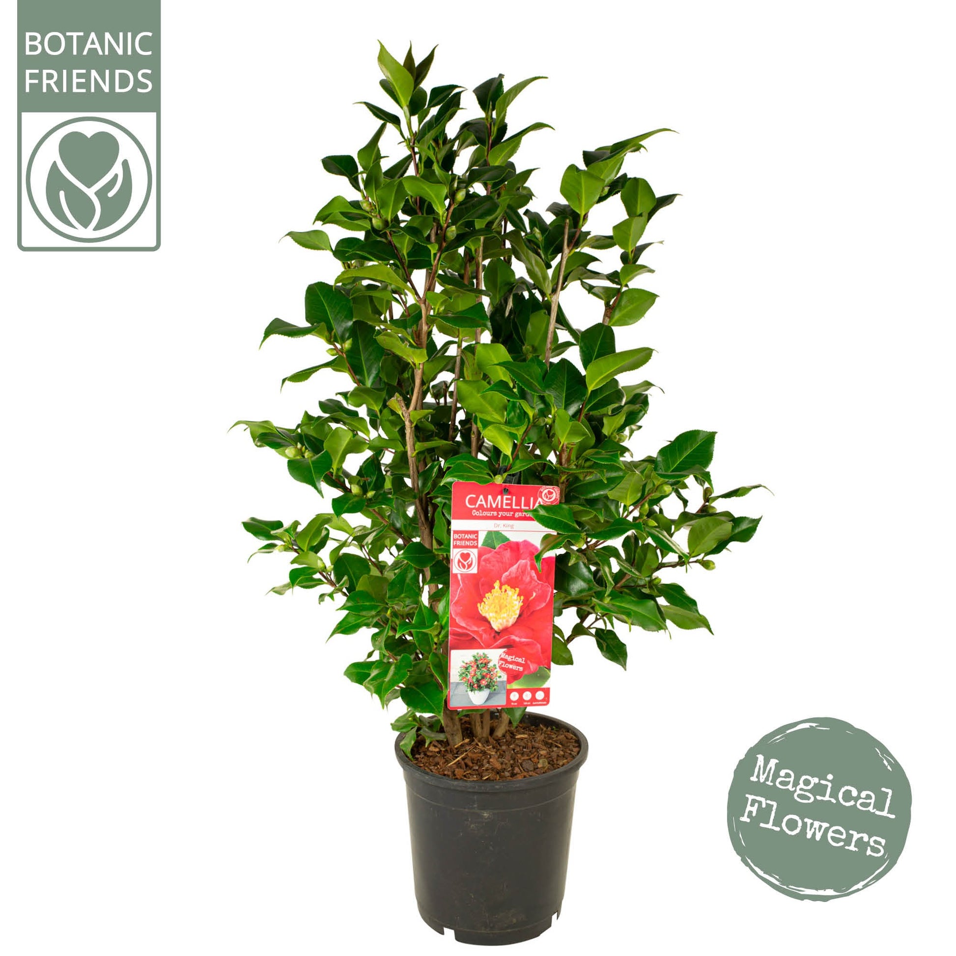 Camellia Dr. King 85cm 24cm Pot