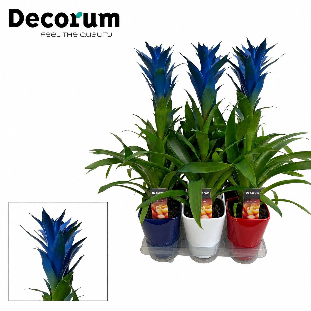 Guzmania 60cm 14cm Pot