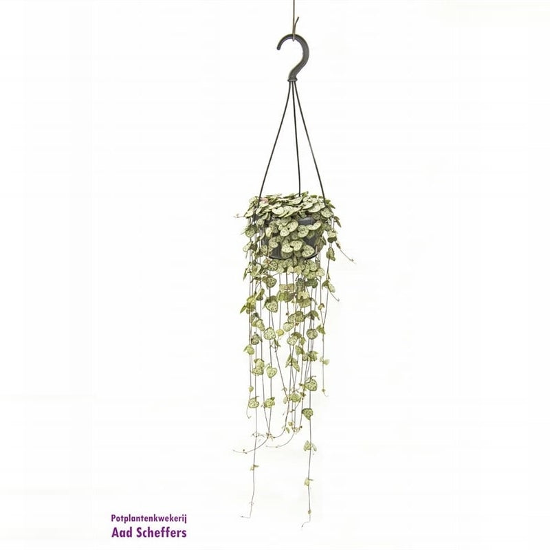 Ceropegia woodii (string of hearts) 14cm Pot