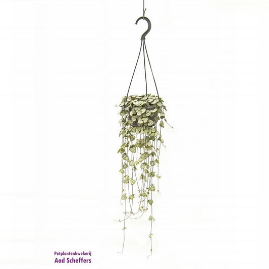 Scheffers, A.P. Ceropegia woodii (string of hearts) Pack of 8
