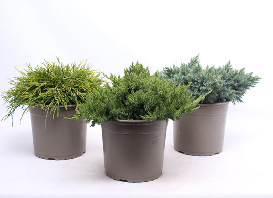 Ground cover conifer mix 35cm 23cm Pot