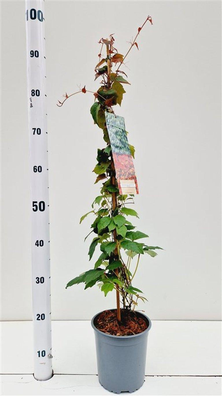 Parthenocissus tricuspidata Veitchii 80cm 17cm Pot