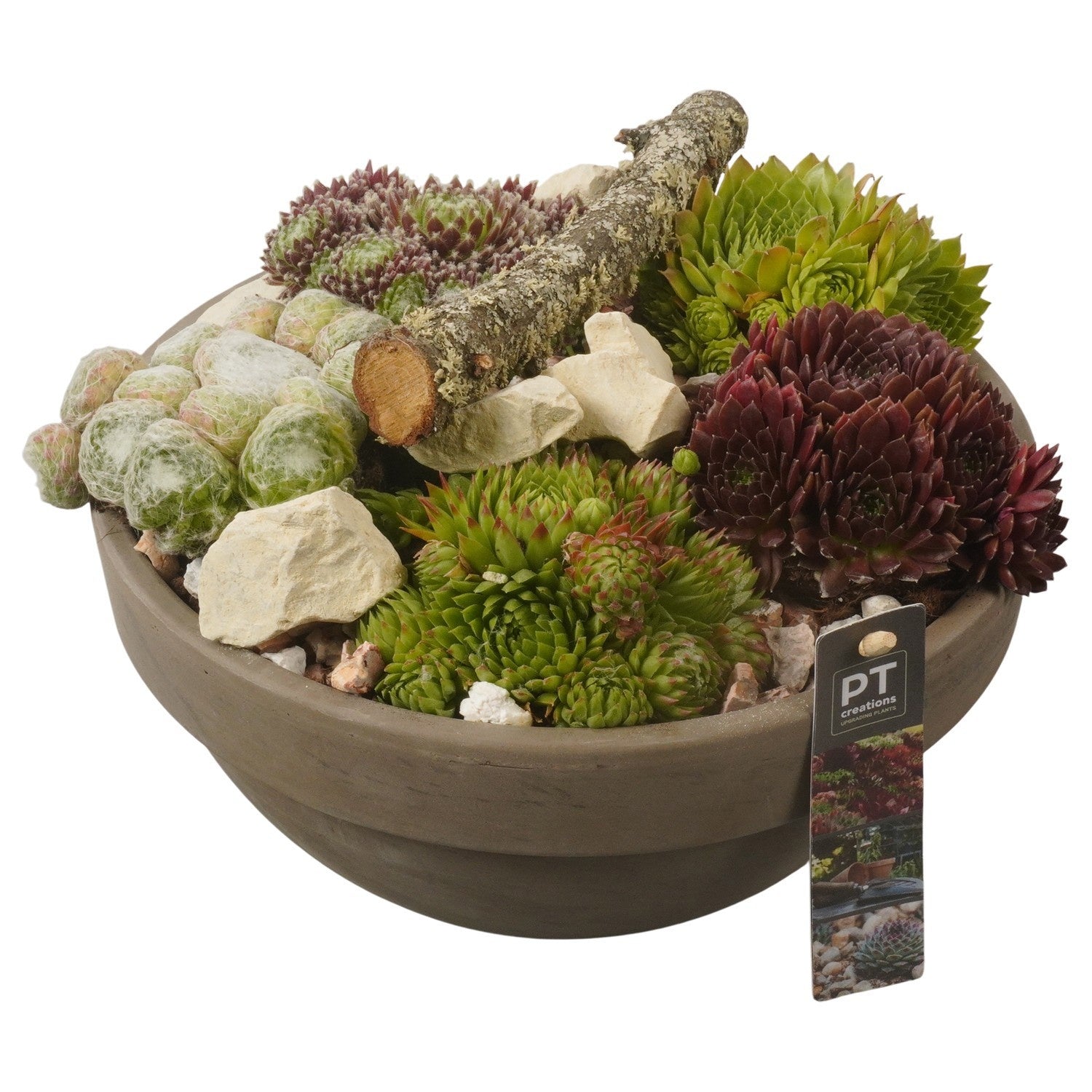 arr. Sempervivum 19cm 26cm Pot