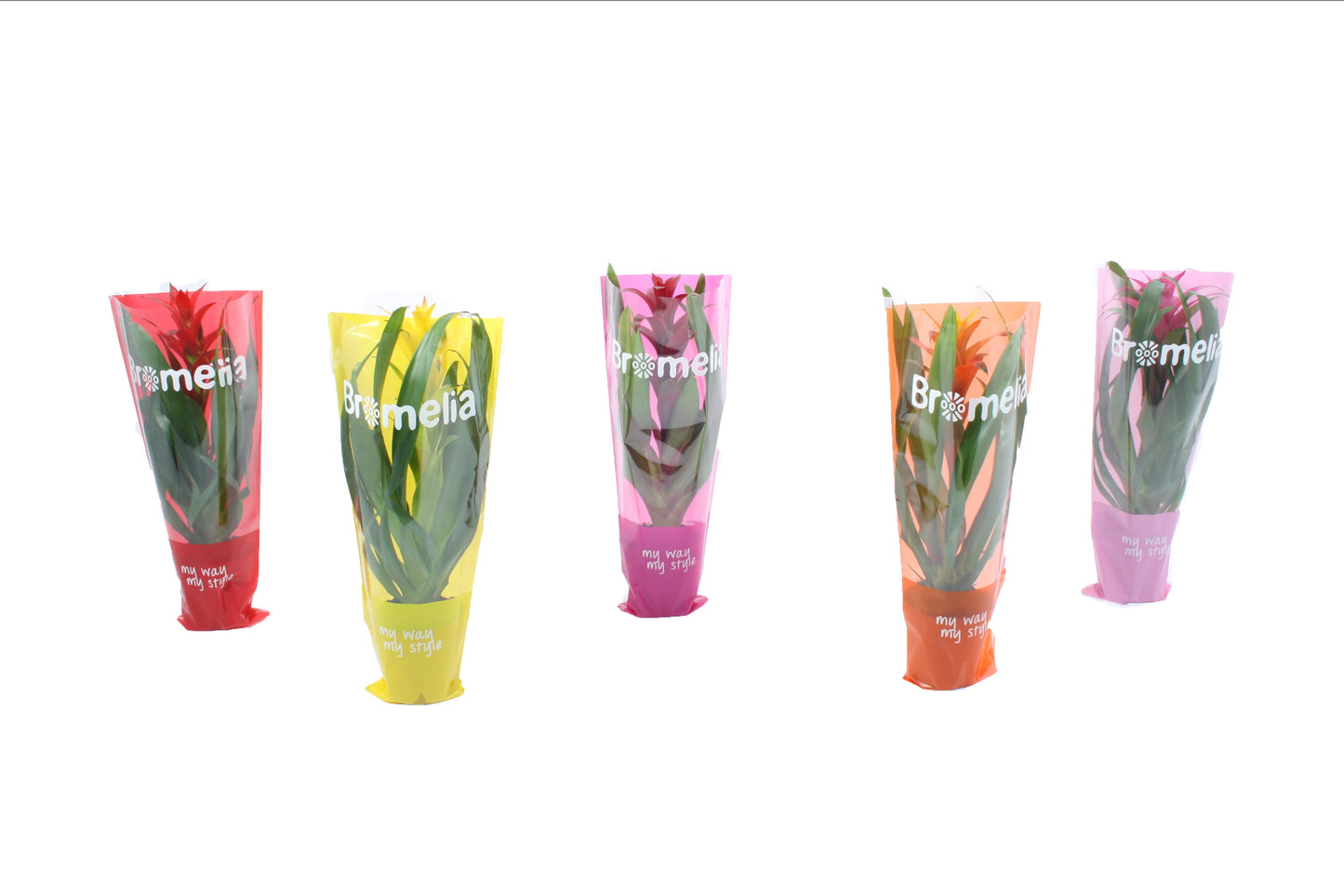 Guzmania mix 45cm 12cm Pot