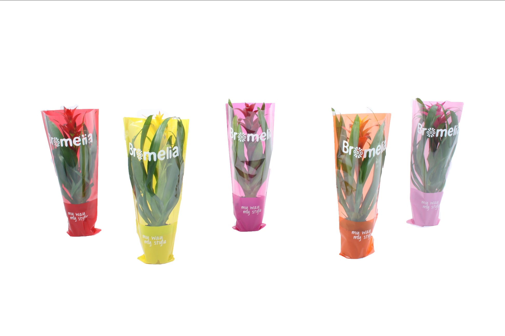 Guzmania mix 45cm 12cm Pot