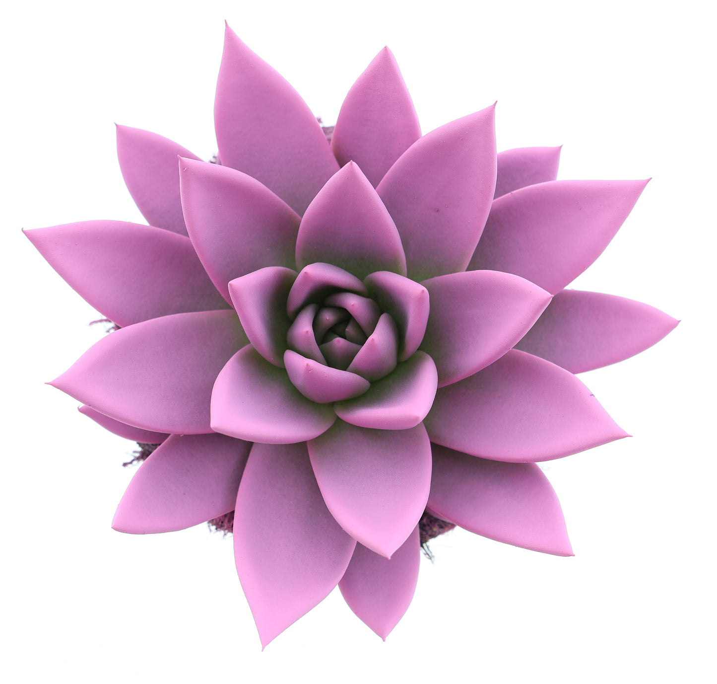 Euro Cactus Holland Bv Rainbow pink Pack of 8