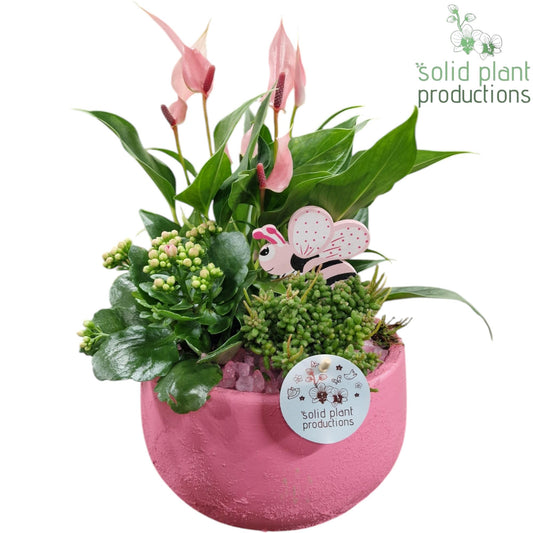 AT033 Esra Small Pink Anthurium 40cm 21cm Pot