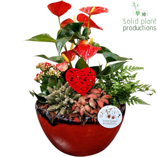 AT082 Olivia Red Anthurium 40cm 24cm Pot