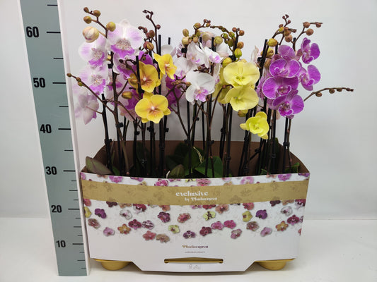 Phalaenopsis mix 10 colors 60cm 12cm Pot
