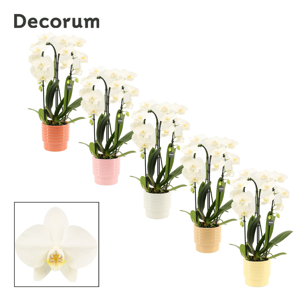 Phalaenopsis white 55cm 12cm Pot
