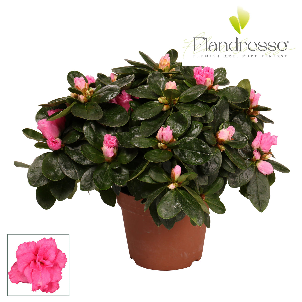 Rhododendron simsii pink 25cm 12cm Pot