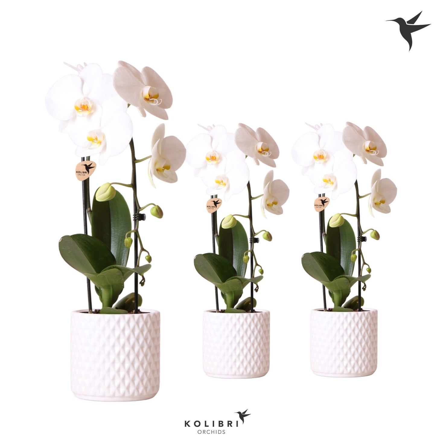 Phalaenopsis Elegant cascade 50cm 12cm Pot