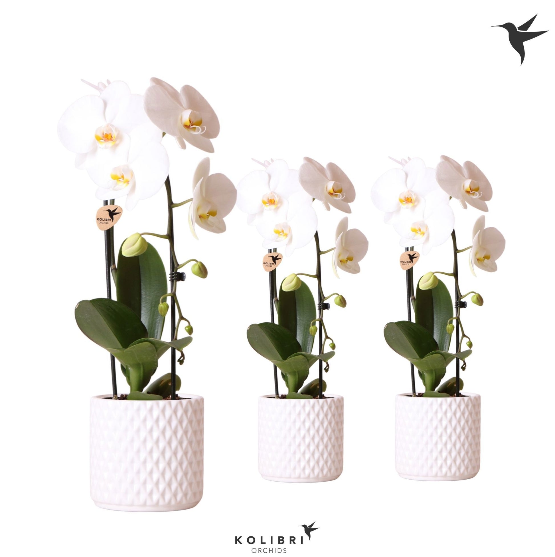 Phalaenopsis Elegant cascade 50cm 12cm Pot