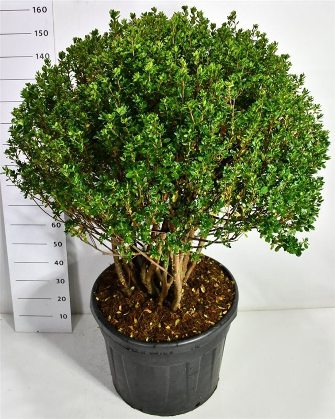 Rhodo. Hortinno Evergreen Red 175cm 60cm Pot
