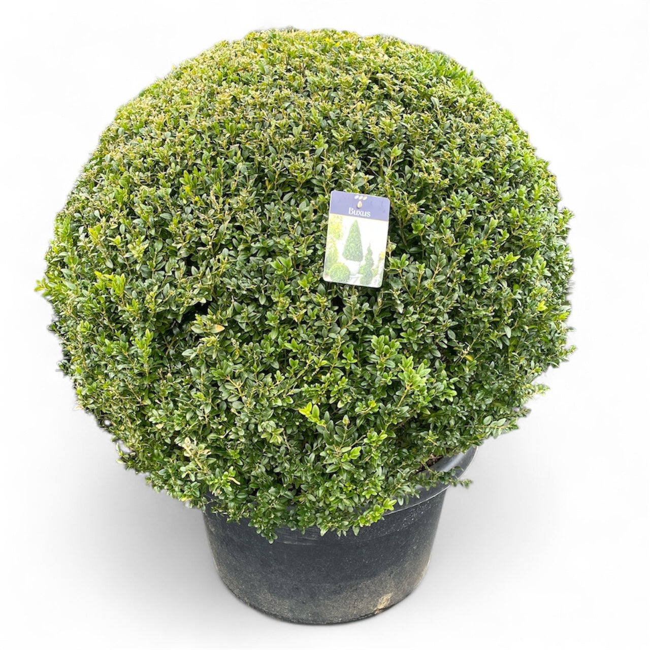 Buxus sempervirens ball 120cm 60cm Pot