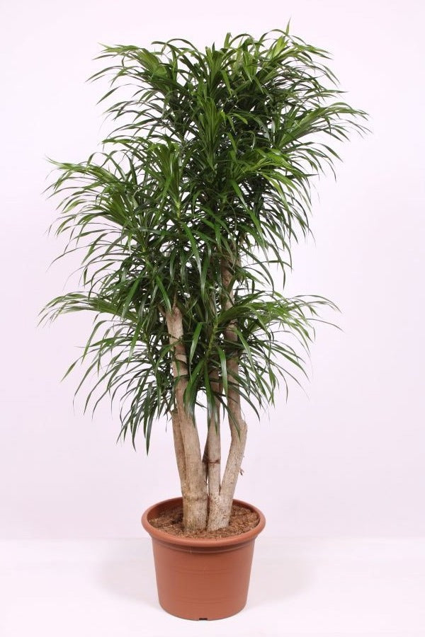 Dracaena ref. Anita 170cm 40cm Pot