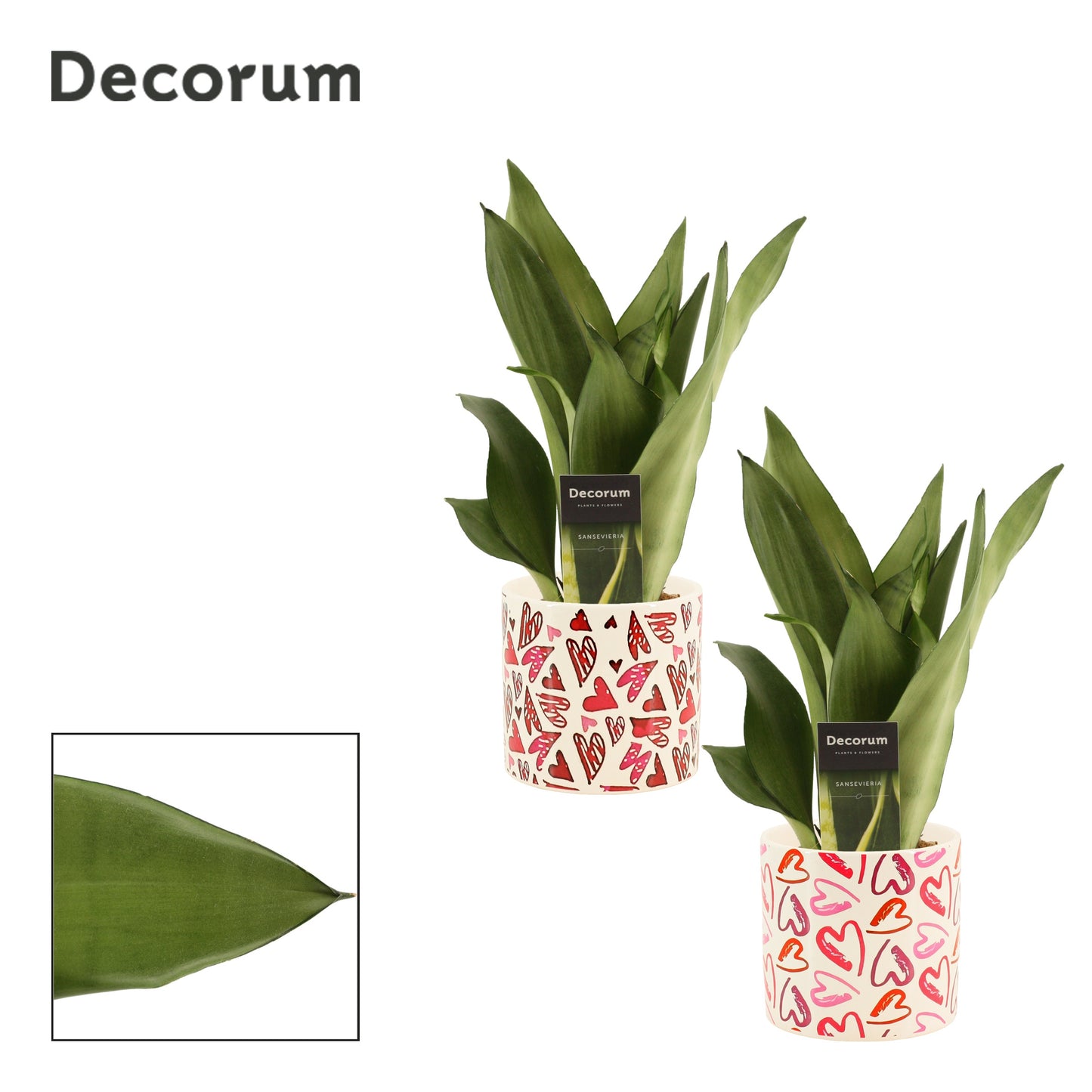 Duijn-Hove BV, kwekerij Sansevieria Moonshine Pack of 6